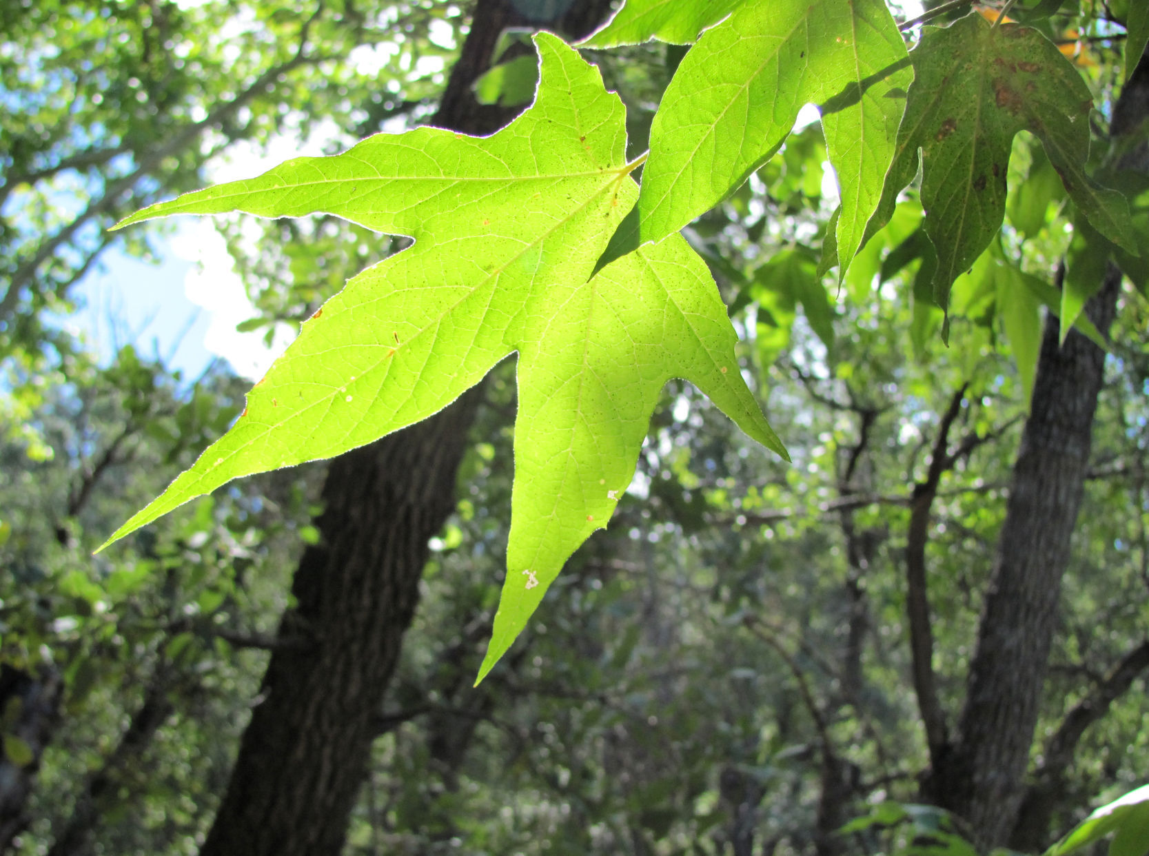Classic Hike: Dutch John Spring Trail